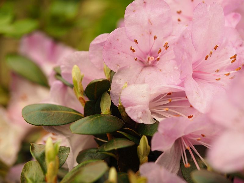 Rhododendron saluense Charme La